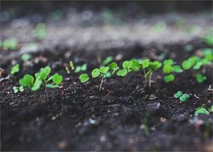 土壤和沉积物 苯氧羧酸类农药的测定 高效液相色谱法